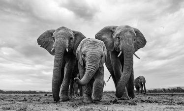 Best of Kenya Tanzania