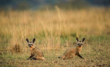 Day Trip to Tsavo
