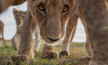 19 days East Africa