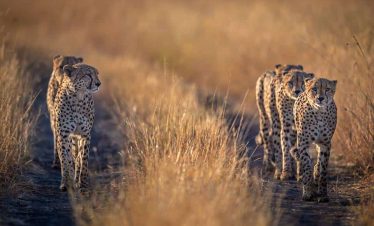 Incredible Tanzania Safari