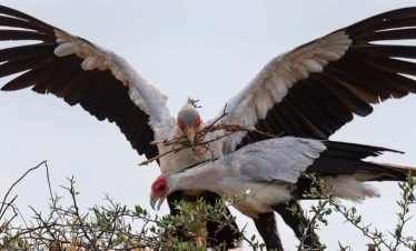 4 Days Tanzania Safari