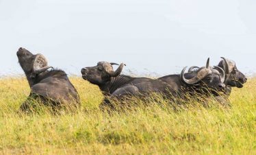 Tsavo Amboseli & Mara