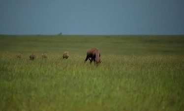 5Days Amboseli Naivasha & Mara
