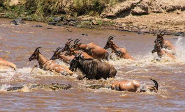 Samburu Aberdares and Mara