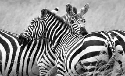 Incredible Kenya Safari
