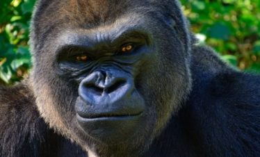 3Days Gorilla Trekking in Rwanda