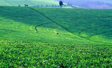 farm trip to kiambethu