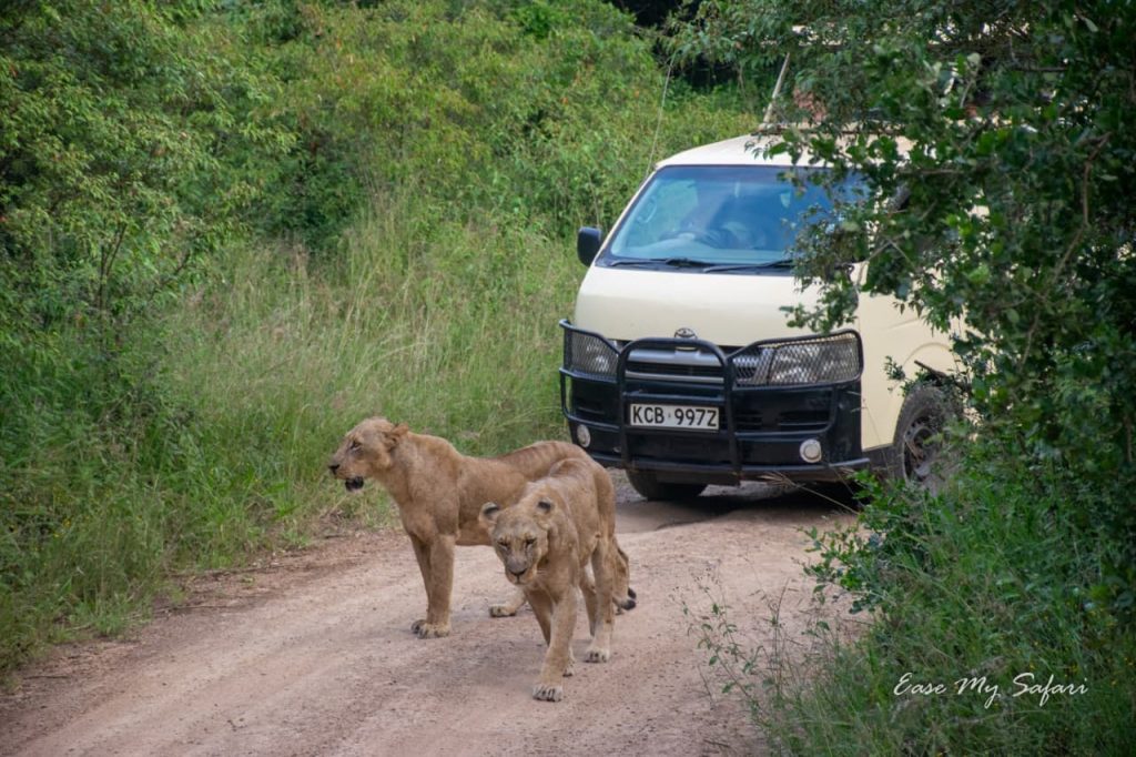Trailing lions in the Park