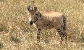 Golden Zebra in Mara