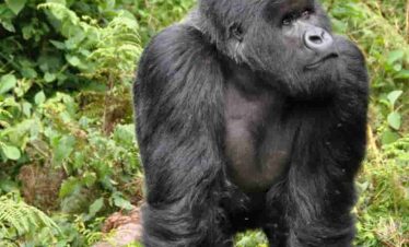 Gorillas and the Golden Monkeyss