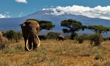 Tim Dies at 50 in Amboseli