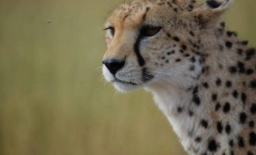 Kenya and Tanzania Adventure.