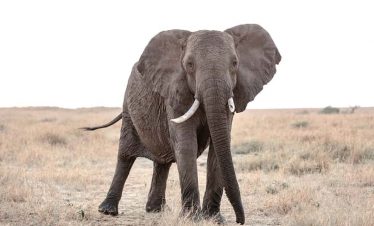 Black Elephant in Masai Mara