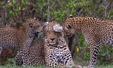 3Days Air Safari to Amboseli