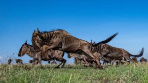 3Days air Safari Mara