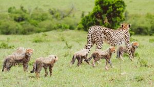 Cheetah gives birth to seven cubs.