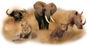 The Big Five Animals