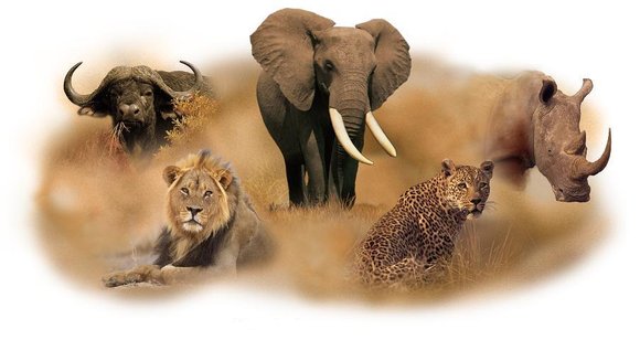 6er Set mini-éléphants éléphants Bande Big 5 Afrique pachydermes