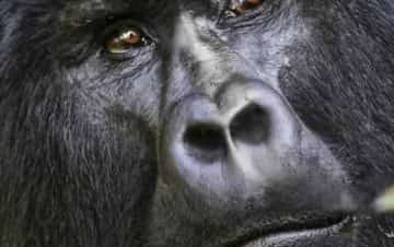 Gorilla Trekking in Rwanda Bwindi Impertranable