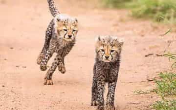 Mombasa to Ngutuni Sactuary